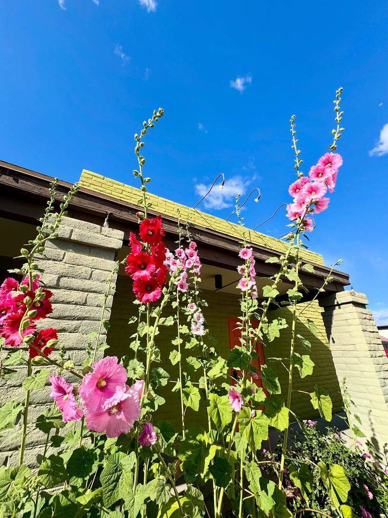 Hollyhocks Can Grow Surprisingly Tall In One Season