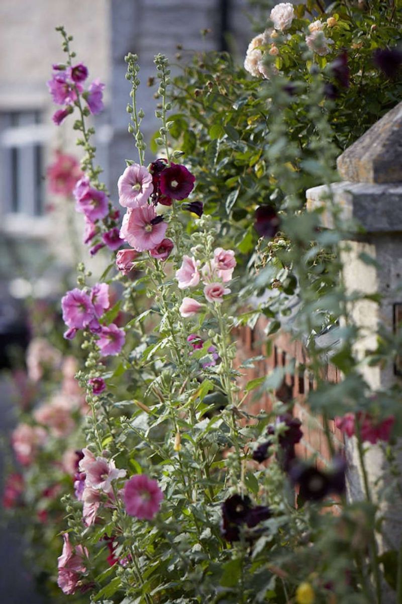 Hollyhocks Create Height And Old-Fashioned Appeal Hollyhocks Create Height And Old-Fashioned Appeal