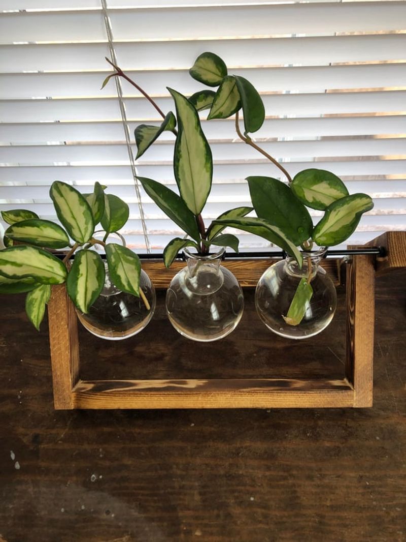 Honey Dip For Fresh Cuttings