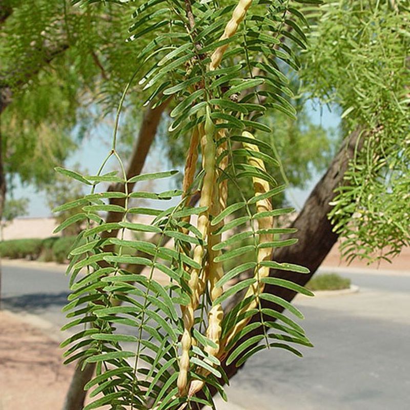 Honey Mesquite Fits Tough Western Texas Conditions Honey Mesquite Fits Tough Western Texas Conditions