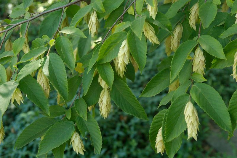 Hop-Hornbeam (Ostrya Virginiana) Hop-Hornbeam (Ostrya Virginiana)