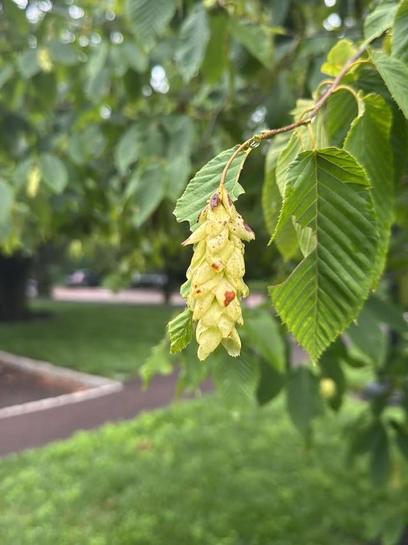 Hop-Hornbeam
