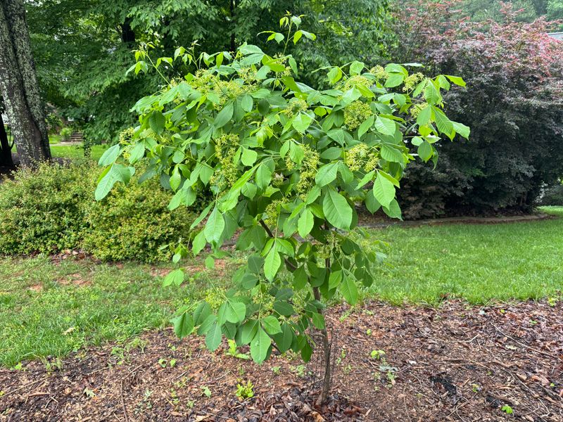 Hop Tree Hop Tree