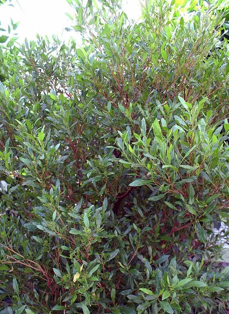 Hopbush Foliage Restricts Airflow Beside Exterior Surfaces