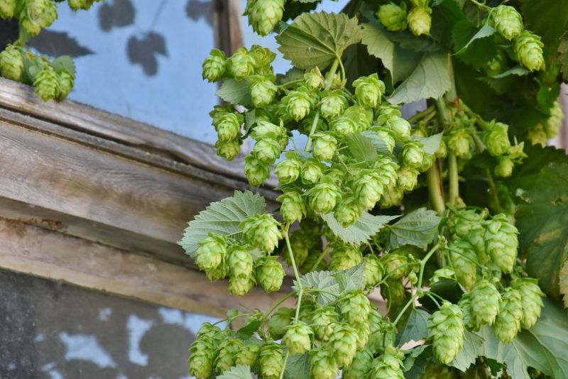 Hops Create Quick Summer Screening In Michigan Yards