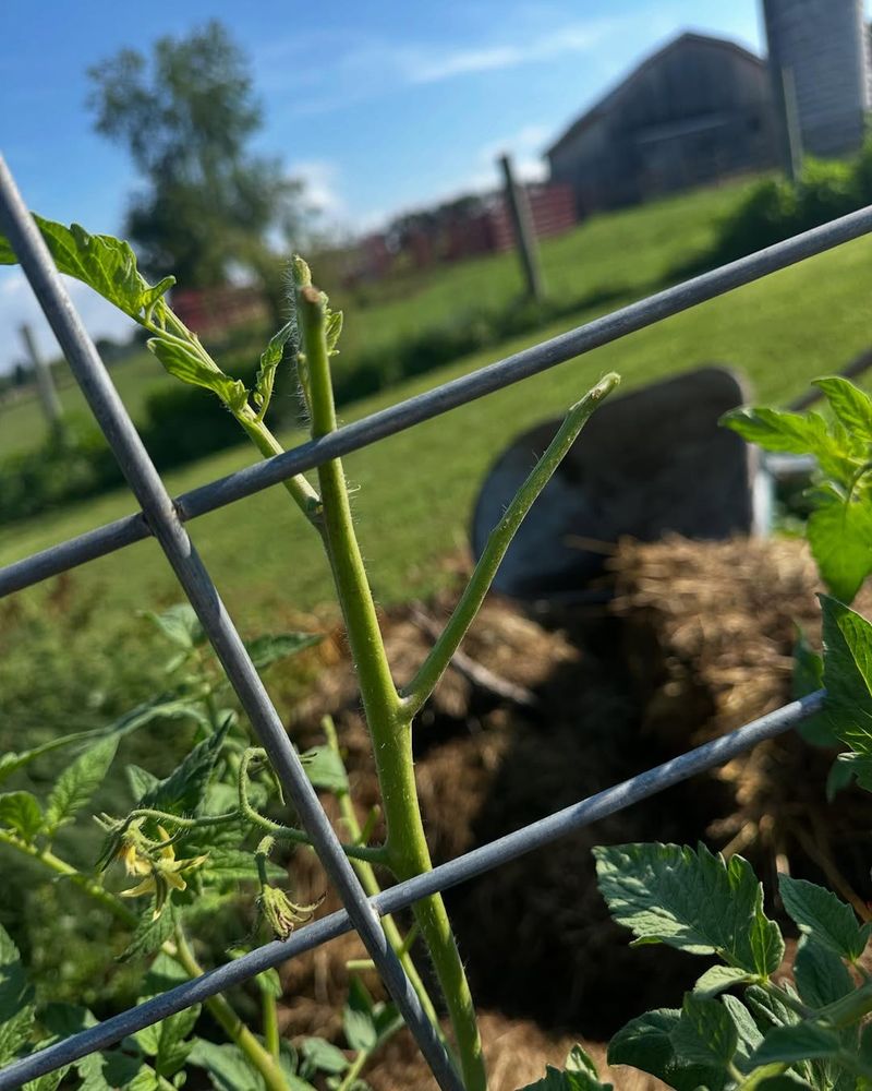 Hornworms Strip Stems Fast