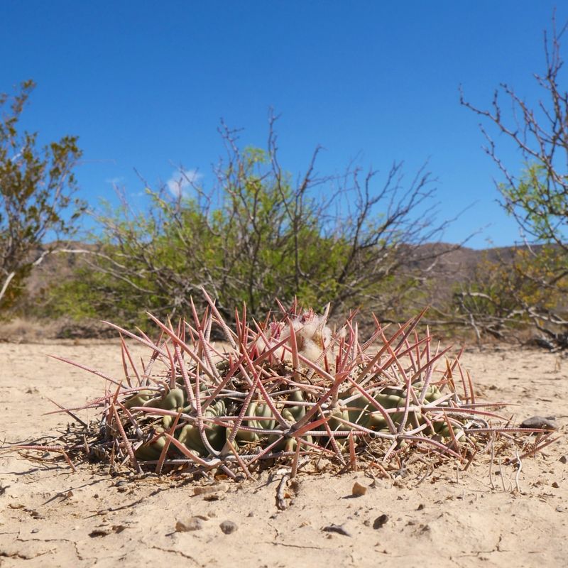 Horse Crippler Cactus