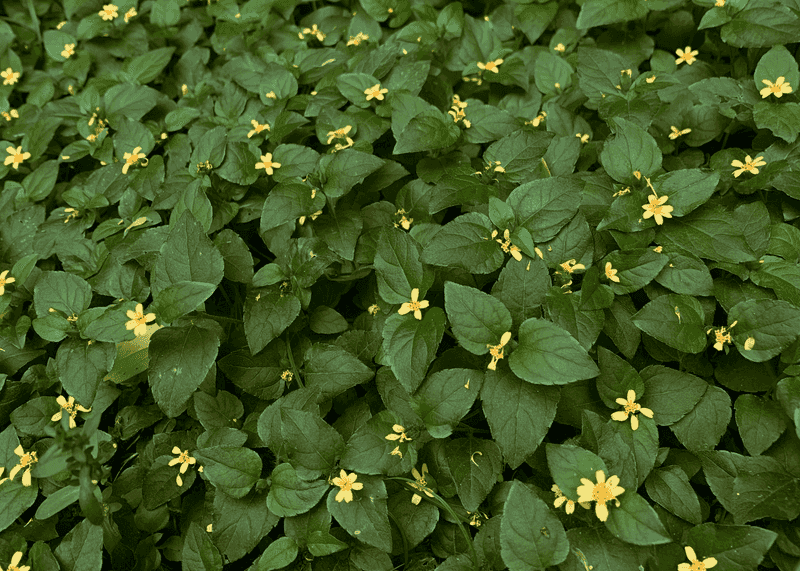 Horseherb Works Well On Shadier Hills