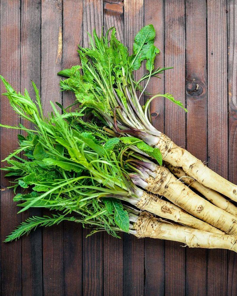 Horseradish (Armoracia rusticana)