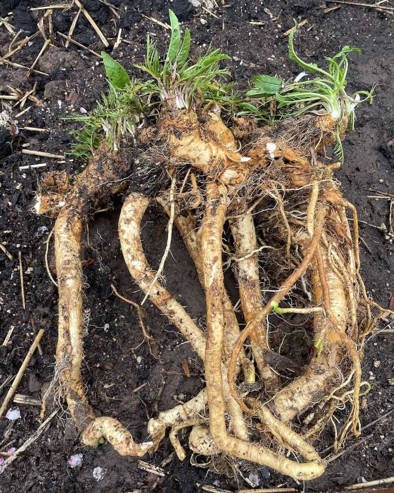 Horseradish (Armoracia rusticana)