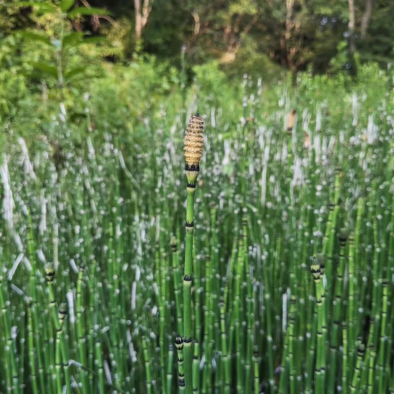 Horsetail Horsetail