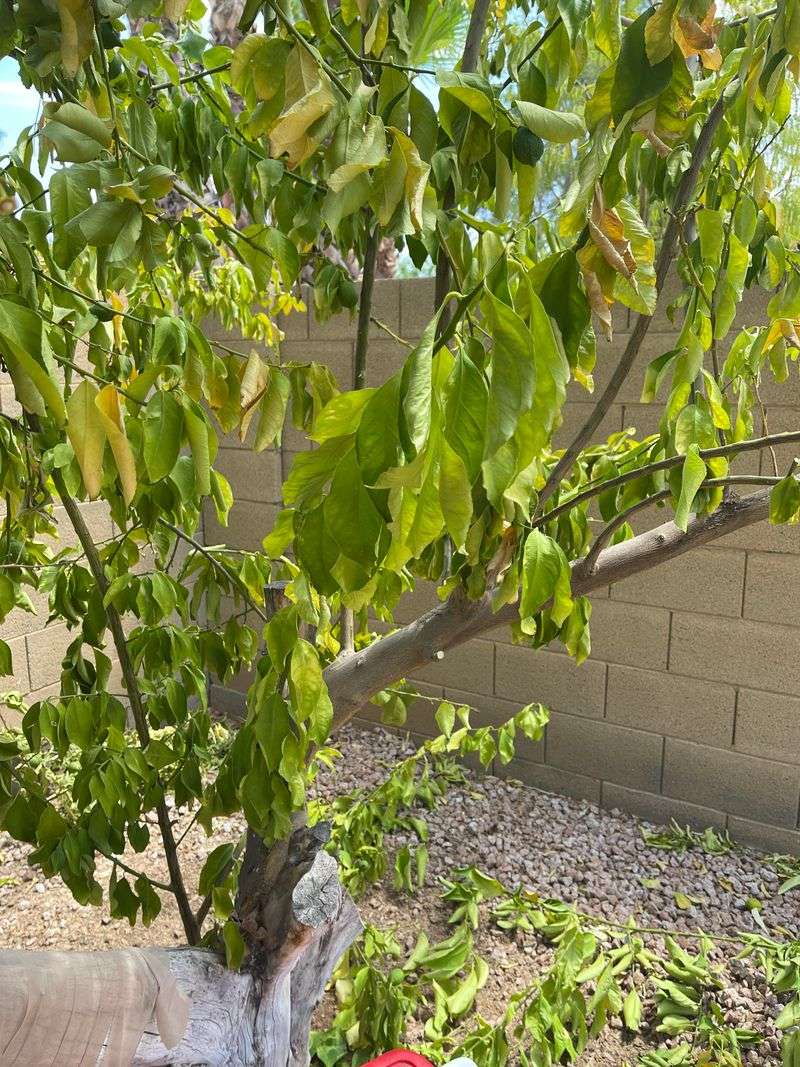 Horticultural Oils Can Burn Leaves In High Heat