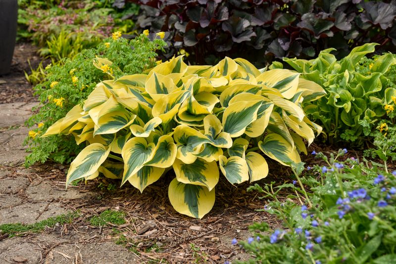 Hosta