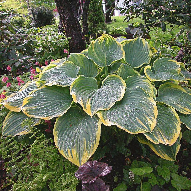 Hosta Hosta