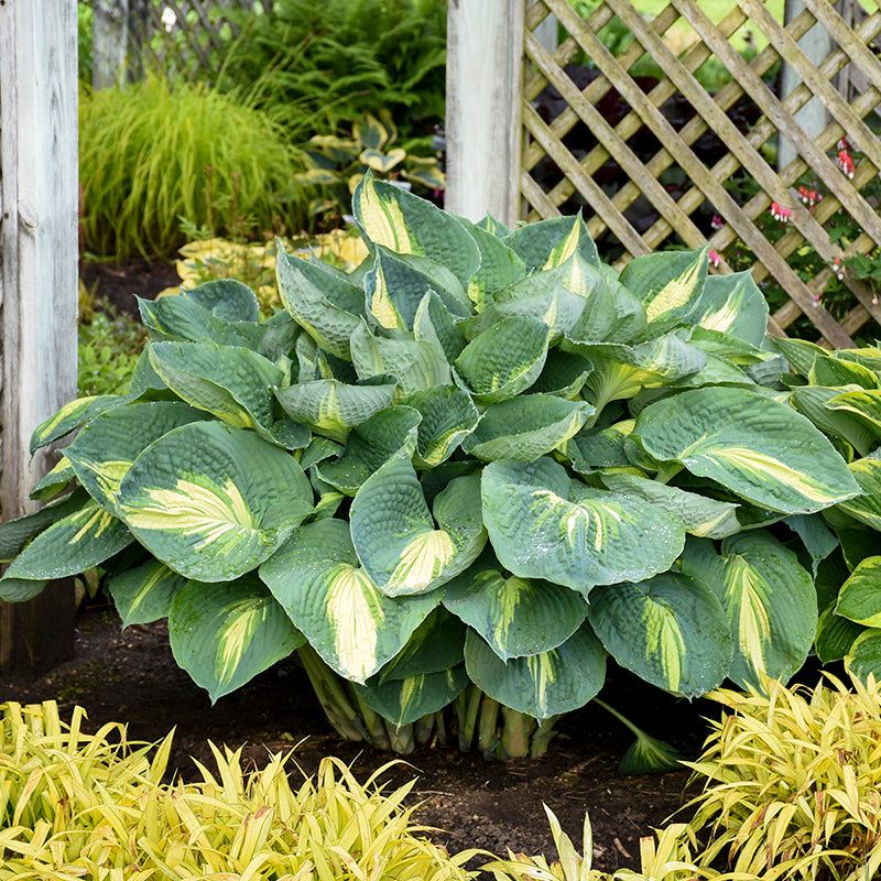 Hosta