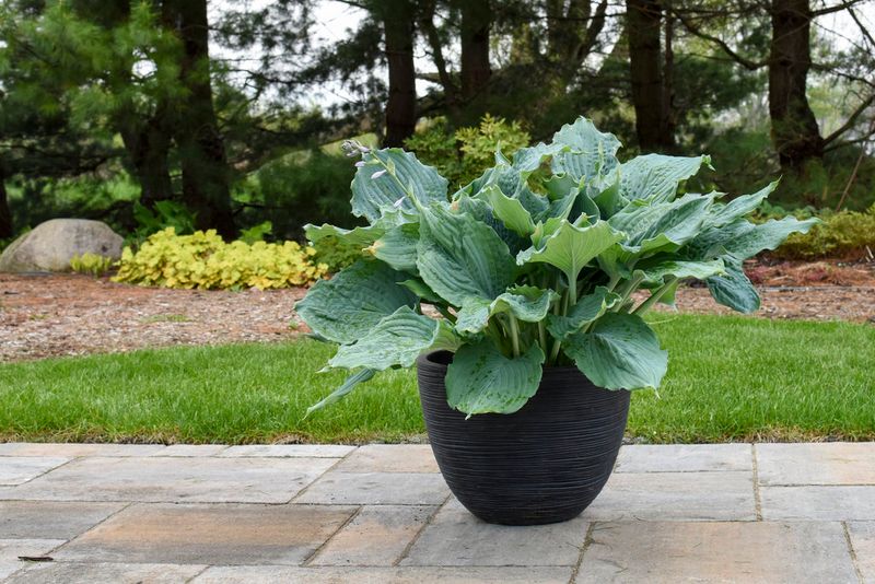 Hosta Brings Lush Leaves To Shady Containers