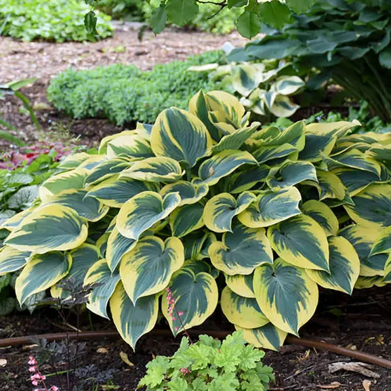 Hosta Replaced With Foamflower Hosta Replaced With Foamflower