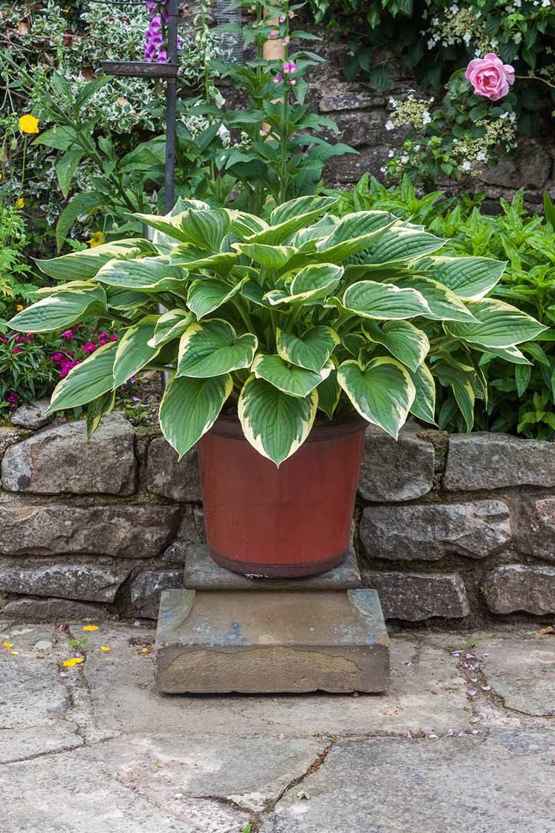 Hosta Returns Reliably In Shady Containers