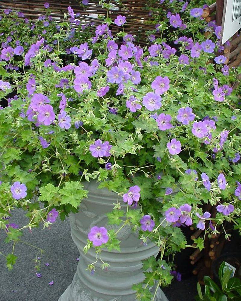 Hardy Geraniums