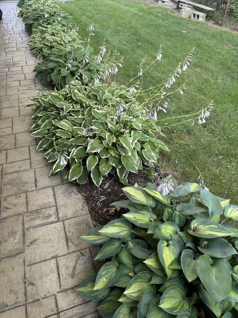 Hostas Hostas