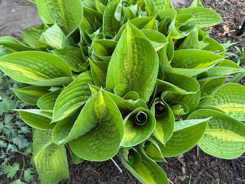 Hostas