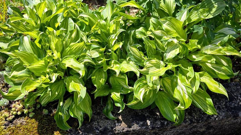 Hostas