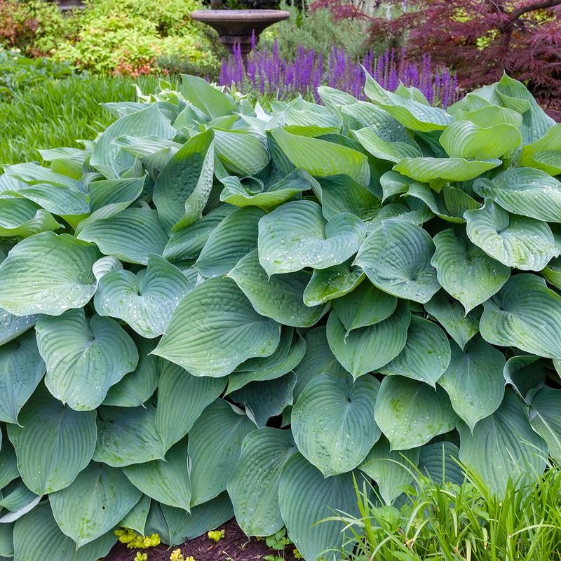 Hostas Add Bold Leaf Color In Shady Summer Beds Hostas Add Bold Leaf Color In Shady Summer Beds