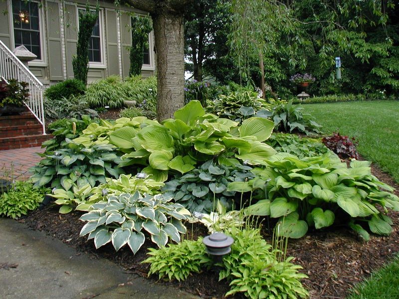 Hostas Define Shady Backyard Spaces