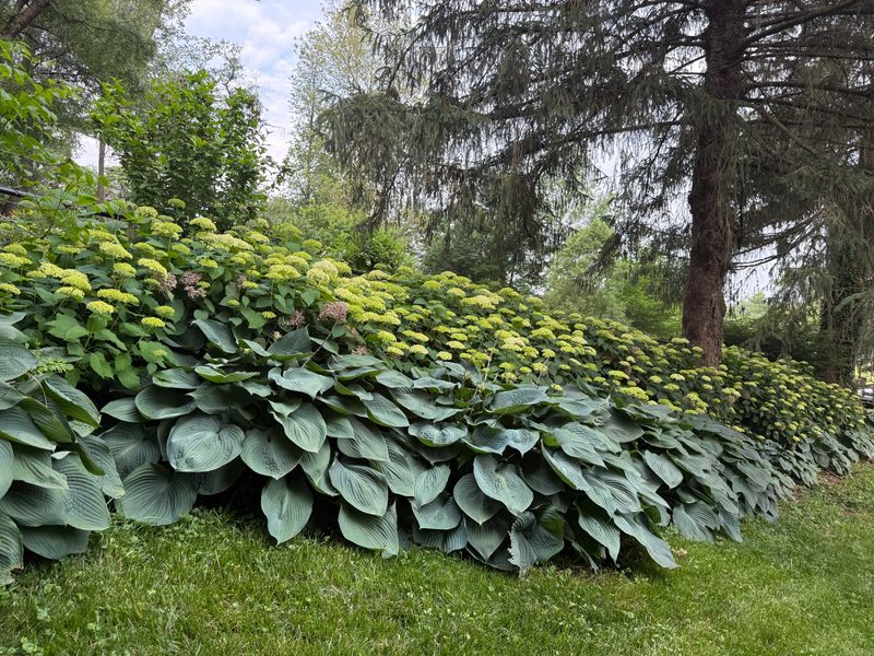 Hostas Fill In Bare Areas Beneath Large Hydrangea Blooms