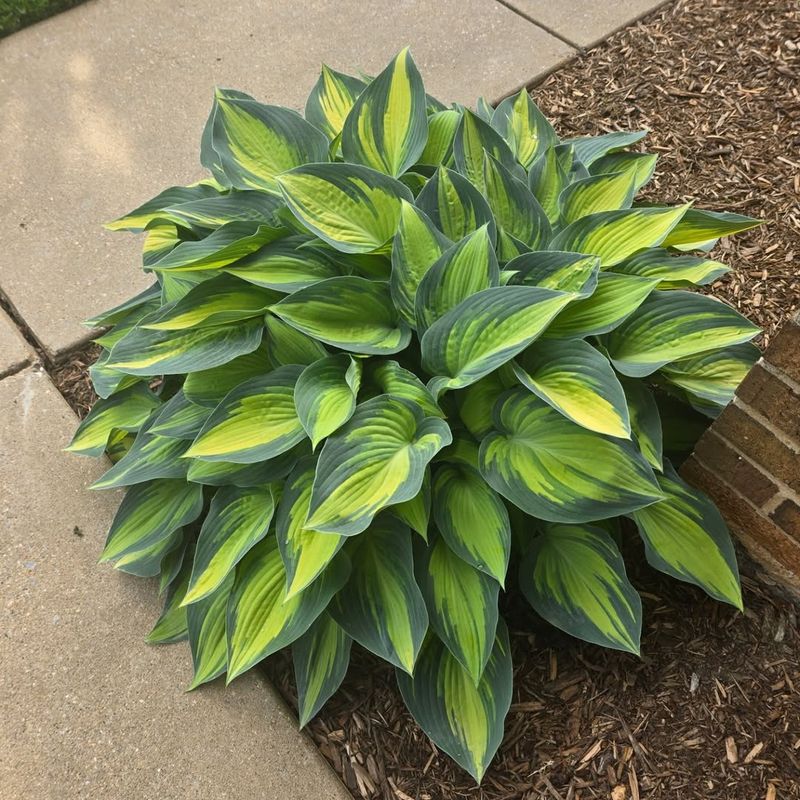 Hostas Fill Shady Beds With Very Little Work