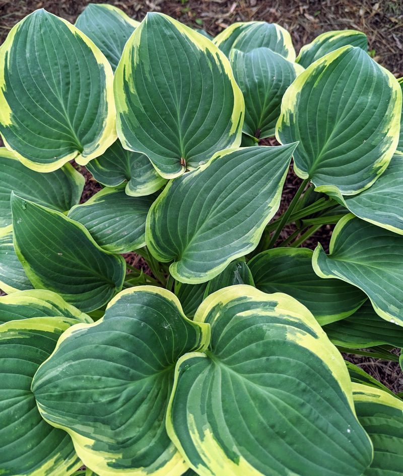 Hostas Fill Shady Spaces For Years Hostas Fill Shady Spaces For Years