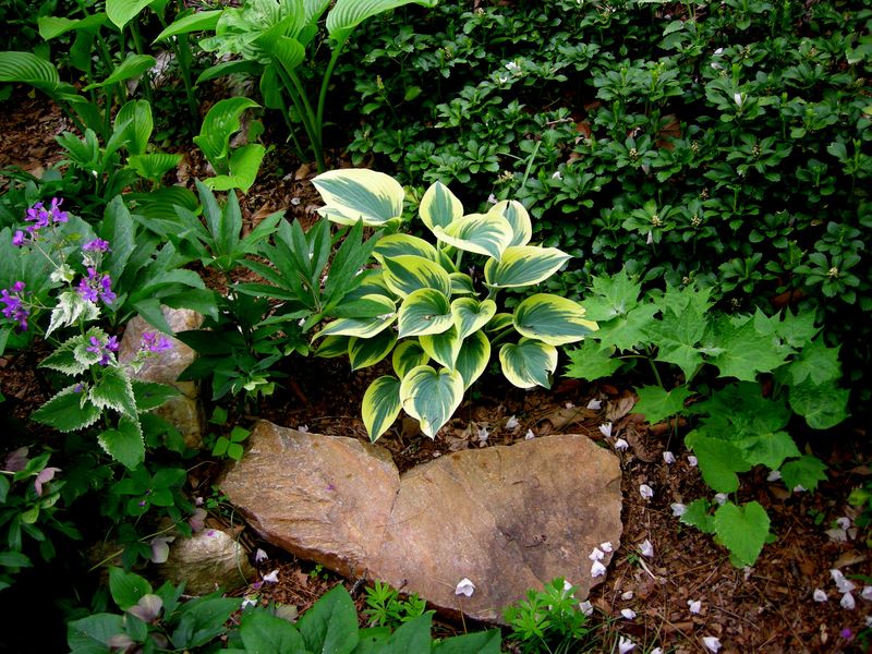 Hostas Grow Better In Compost-Rich Soil Hostas Grow Better In Compost-Rich Soil
