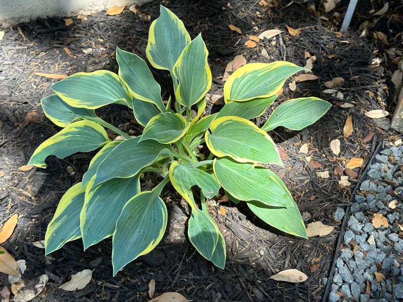 Hostas Grow Better In Moist Soil With Added Compost Hostas Grow Better In Moist Soil With Added Compost