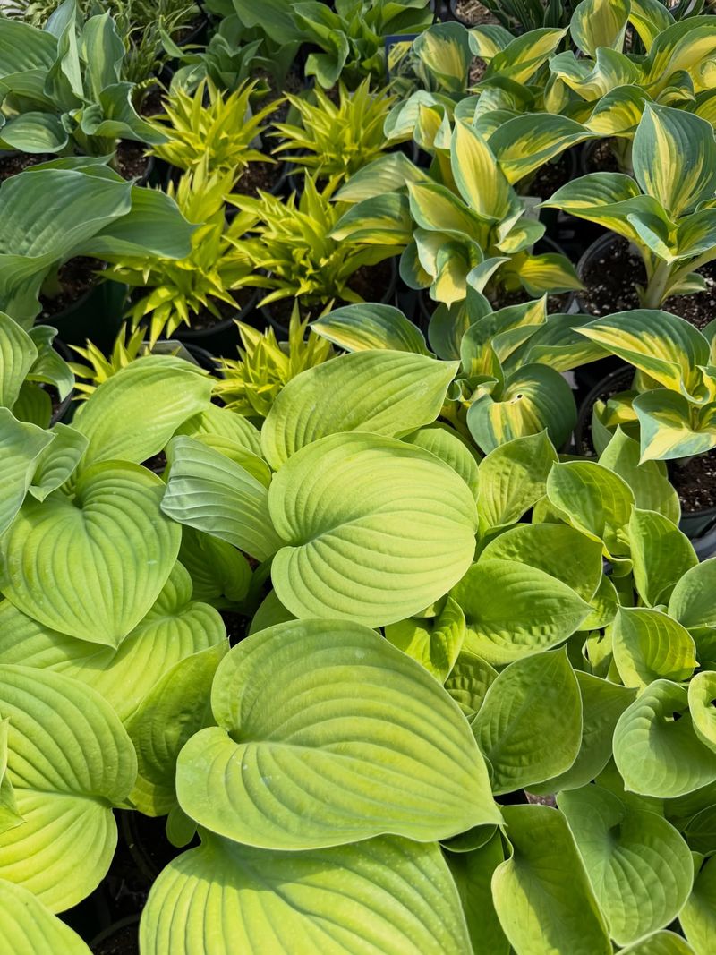 Hostas (Hosta spp.)