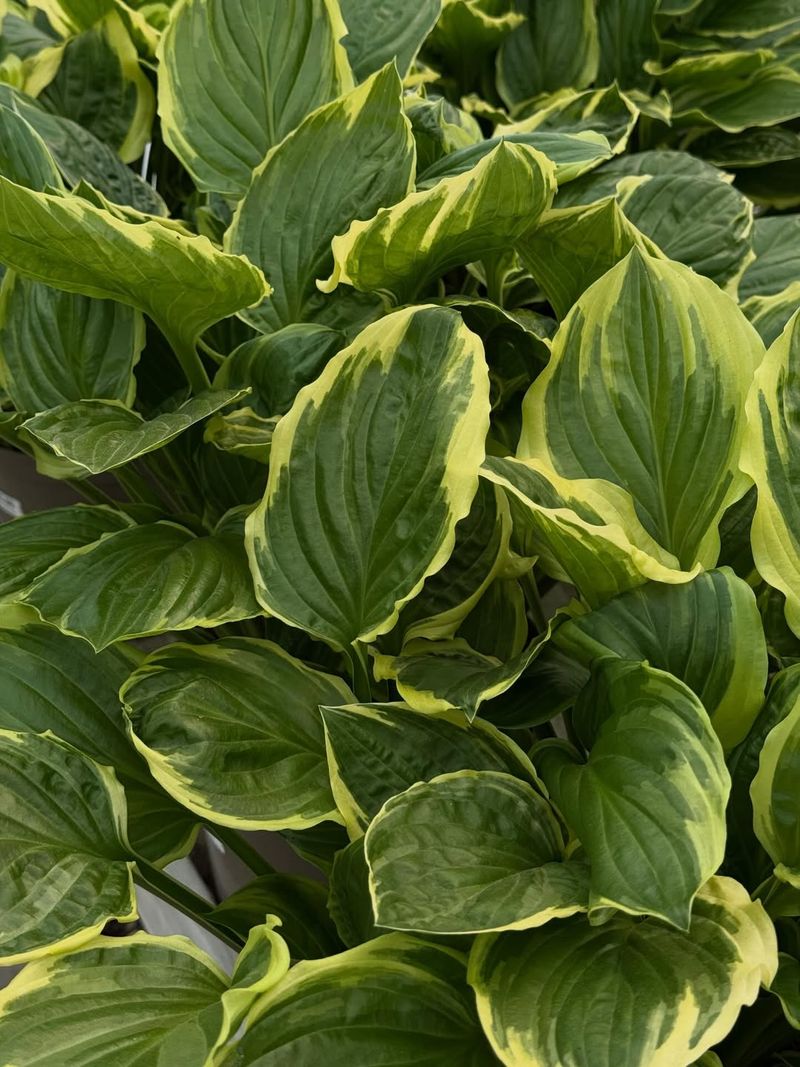 Hostas (Hosta spp.)