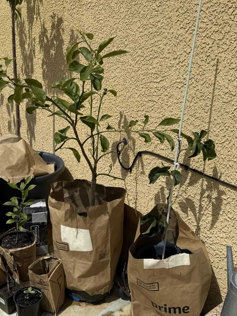 Hot Containers Can Cook Shallow Roots