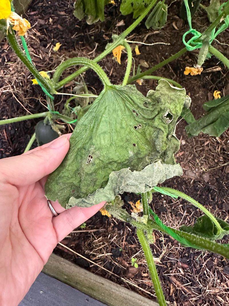 Hot, Dry Central And Eastern Oregon Gardens