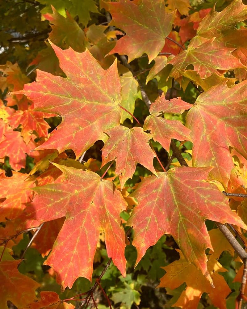 Spring Planting Can Give Michigan Sugar Maples A Gentler Start