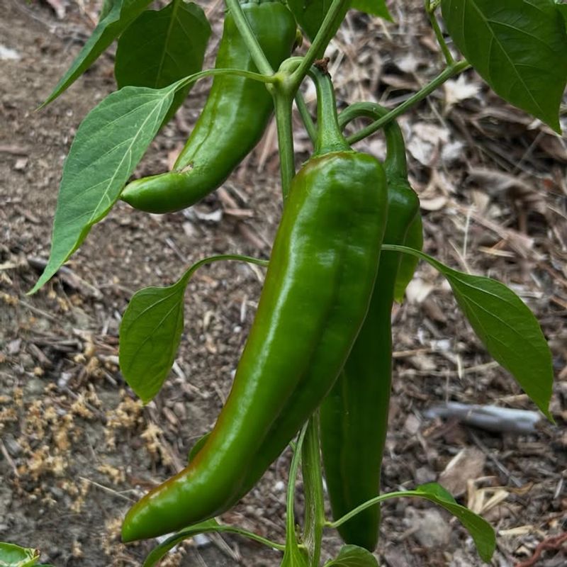 Hot Peppers Continue Producing During Extreme Heat