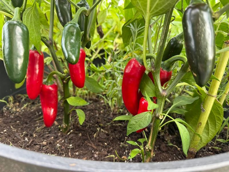 Hot Peppers