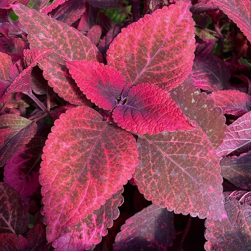 Hot Pink + Chocolate Brown Coleus