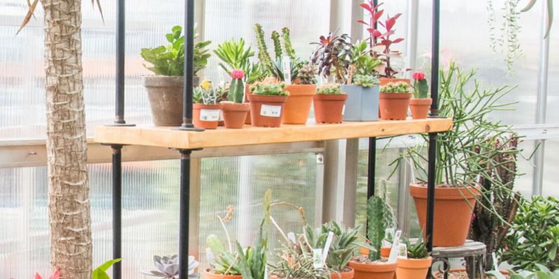 Houseplants Are Still In The Spotlight