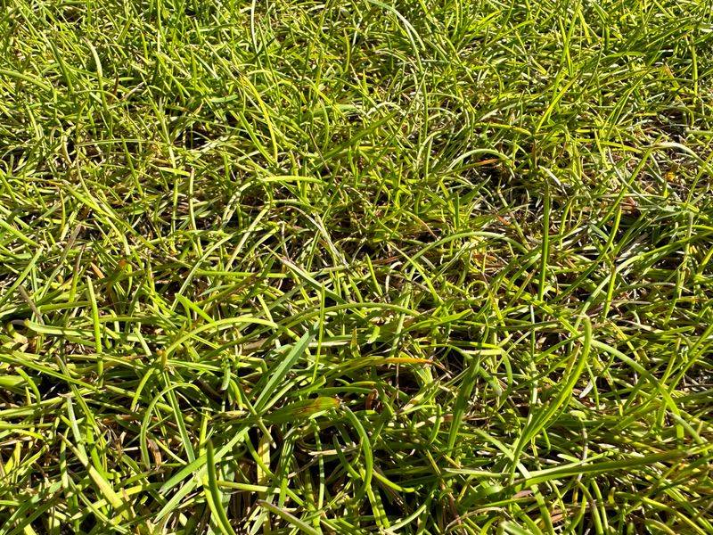 How A Thirsty Lawn Gives Itself Away