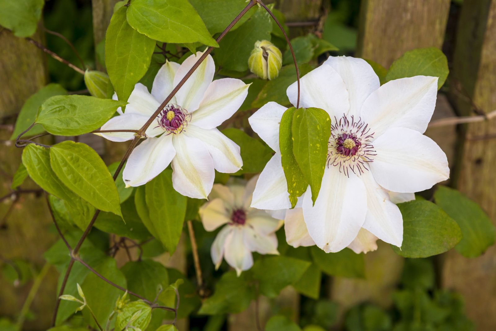clematis