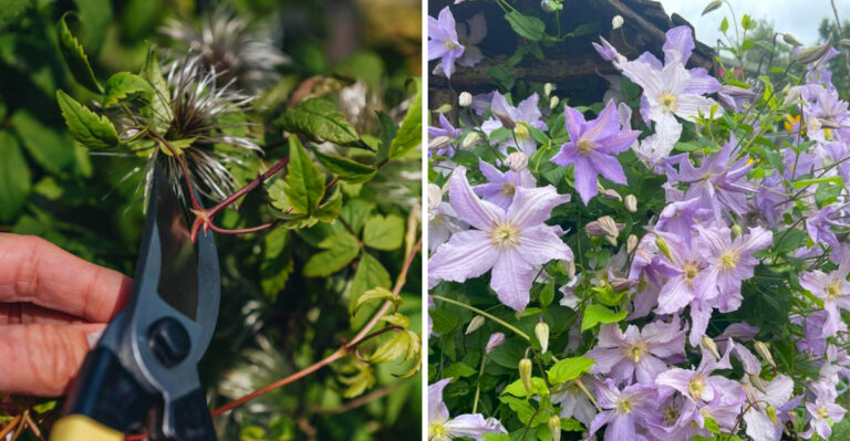 How And When To Prune Clematis In Michigan For More Flowers