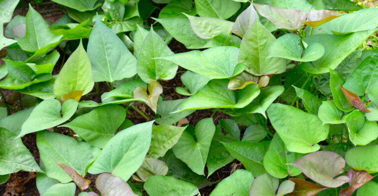 sweet potatoes (featured image)