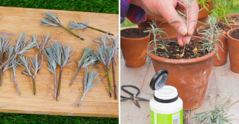 How Arizona Gardeners Can Grow Lavender From Cuttings