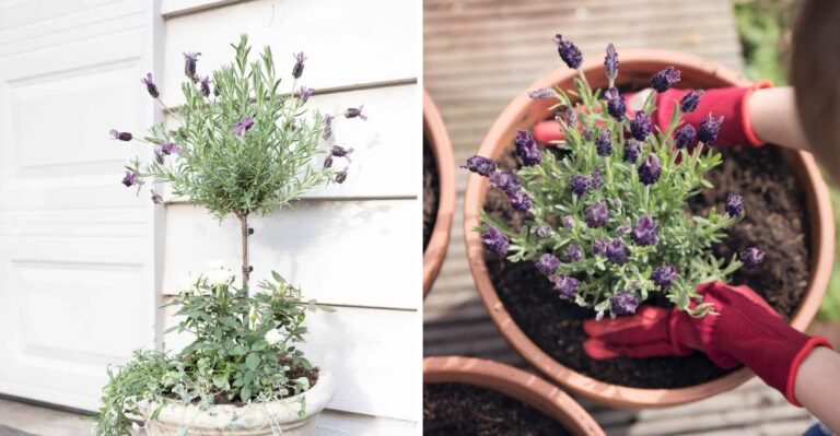How Arizona Gardeners Grow Lavender Trees In Pots That Last For Years
