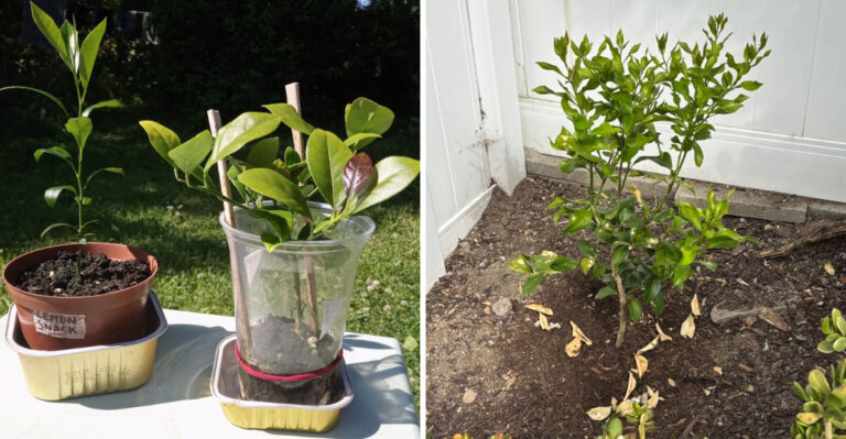 How Arizona Gardeners Turn Lemon Cuttings Into Thriving Backyard Trees