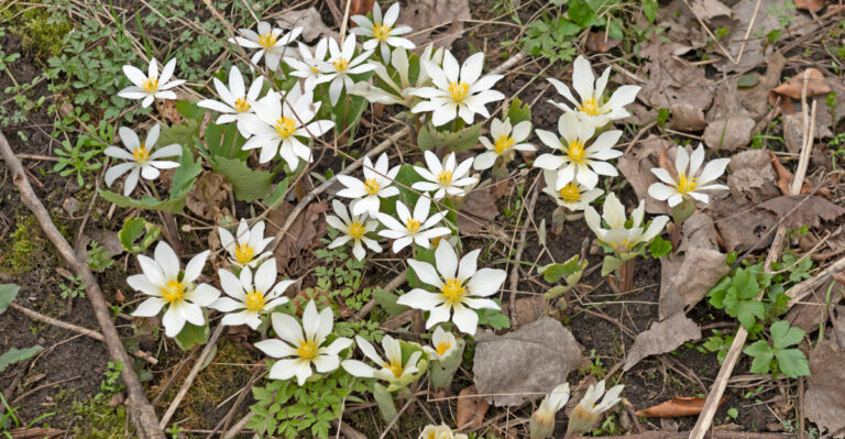 bloodroot